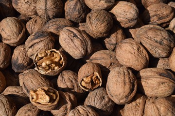  Juglans , the Persian walnut, English walnut, 