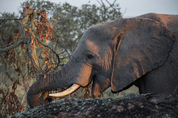 African Elephant
