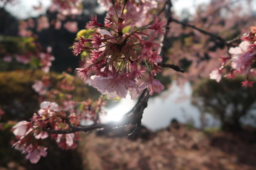 Sakura on the brink of blossoming