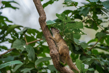 Ground Squirrel
