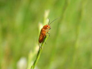 INSECTE  L ASCENSION