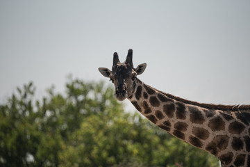 Giraffe