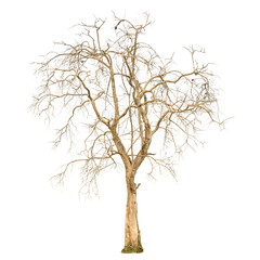 Obraz premium A dry tree shape and Tree branch on white background for isolate the background, A single dead tree on white background with clipping path.