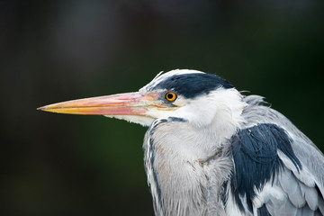 Grey Heron