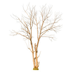 Fototapeta na wymiar A dry tree shape and Tree branch on white background for isolate the background, A single dead tree on white background with clipping path.