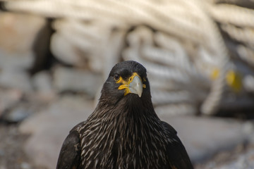 Striated Caracara