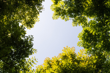 Top view with tree branch and blue sky