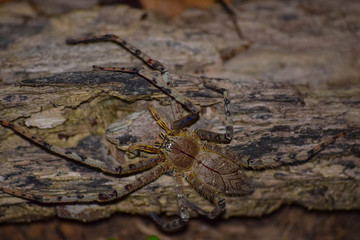 Huntsman Spider