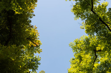 Top view with tree branch and blue sky