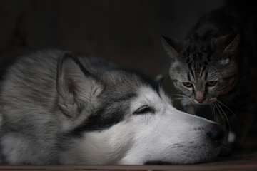 Alaskan malamute and cat. Friendship.  - obrazy, fototapety, plakaty