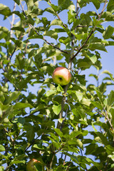 Apfel am Baum