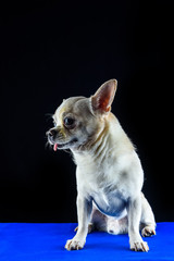 portrait of a chihuahua on a black background