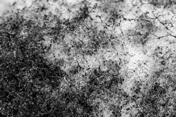 Black and white background from macro mold