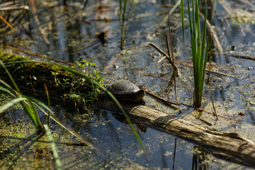 Little River turtle crawls on overgrown mud log. Wild untouched nature, animal in its natural habitat