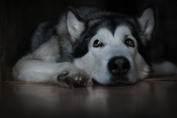 Alaskan malamute and her look.