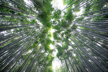 Obraz na płótnie Canvas Bamboo forest in Kyoto countryside