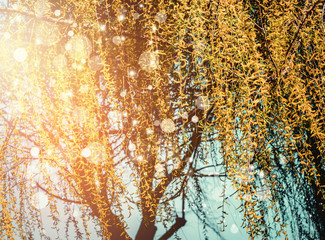 Spring nature background with yellow weeping willow blossom at sunset with bokeh