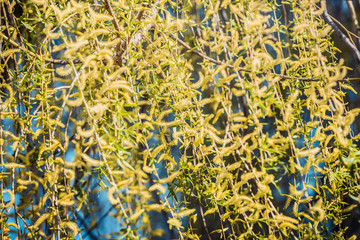 Springtime with yellow weeping willow blossom, outdoor nature