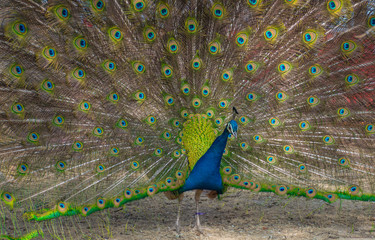 Obraz premium Beautiful peacock opened its tail in zoological garden