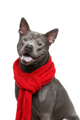 beautiful thai ridgeback dog in red scarf