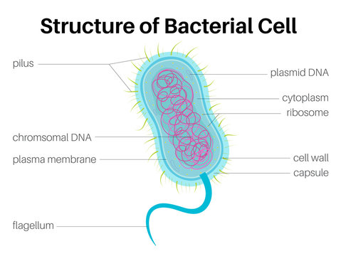 Structure of Bacterial cell