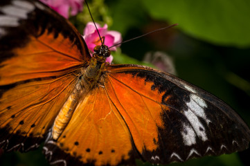 An orange butterfly feeding on flower nectar