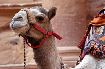 Close-up of a camel in Petra waiting in front of the treasure house for tourists who want to ride...