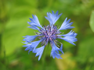 FLEUR DES CHAMPS BLEUET
