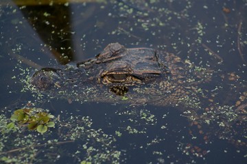 Alligator