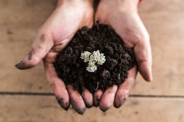 Top view of a man holding a handful of rich fertile soil with a dainty white summer flower