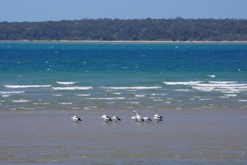 pelicans in australia