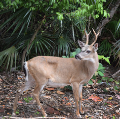 Close-up of Key deer in the woods, Florida keys.