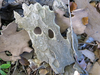 MORCEAU DE BOIS FANTOME