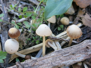 champignon la famille 