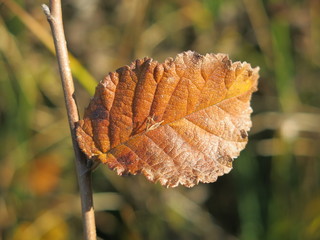 feuille d automne