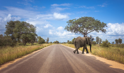 Naklejka na ściany i meble road in the kruger national park in south africa