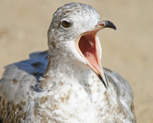 Seagull squawking very loud with its beak wide open
