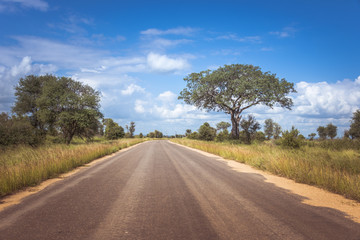 road in the kruger national park in south africa