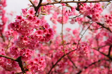 Sakura Flower Or Cherry Blossom
