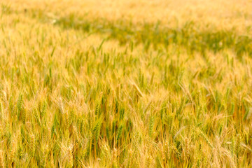 Barley in field for crops,rice dry at farm