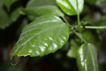 PLANT