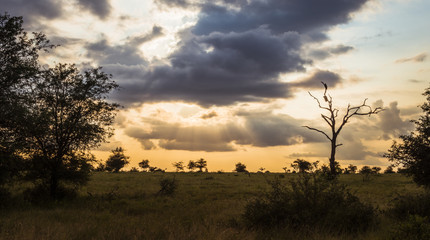 Plakat sunset in the kruger national park in south africa