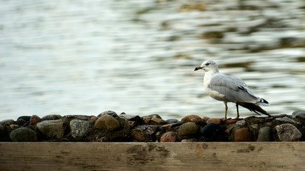 Obraz premium vantage point