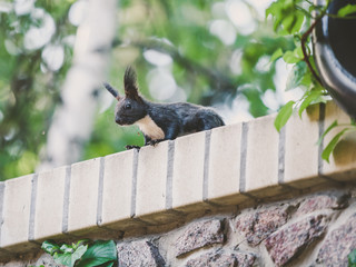 Red squirrel sits on brick wall