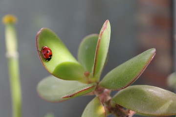 Coccinella su pianta