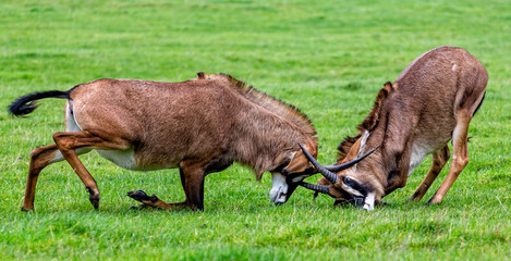 Pair of Oryx antelopes locking horns in rutting ritual