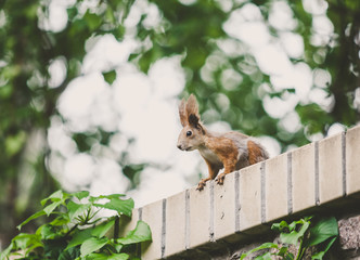 Red squirrel sits on brick wall