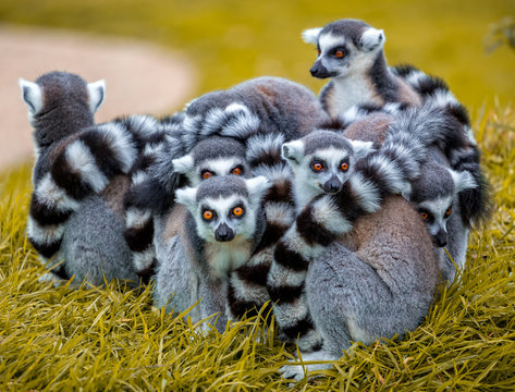 Group of ring tailed lemurs huddled together with young