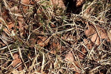 background with dry grass and leaves