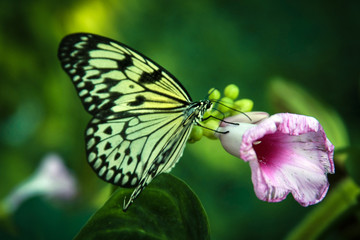  butterfly, nature, beautiful,macro